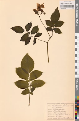 MAG 0013629