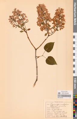 MAG 0013631