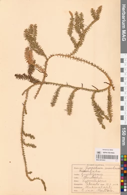 MAG 0013633