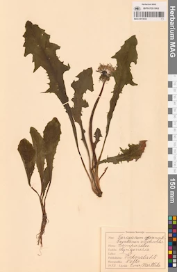 MAG 0013634