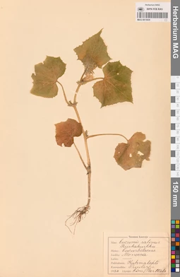 MAG 0013635