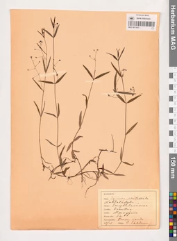 MAG 0013457