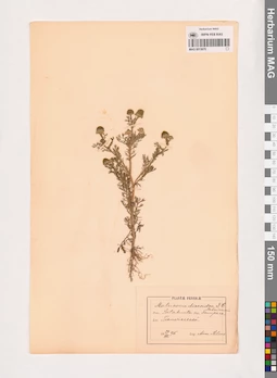 MAG 0013670