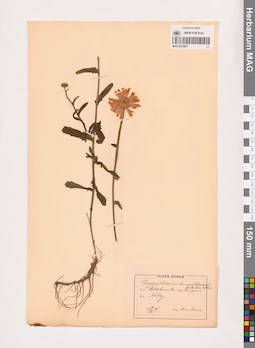 MAG 0013671