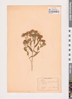 MAG 0013672