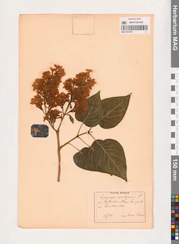 MAG 0013674