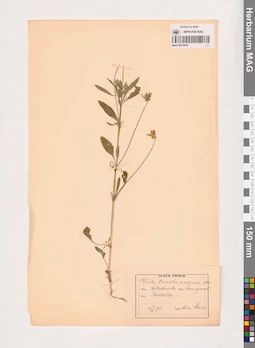 MAG 0013676