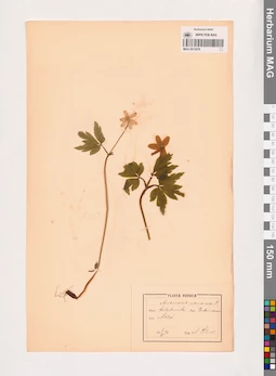 MAG 0013678