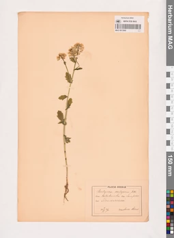 MAG 0013680