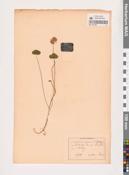 MAG 0013683