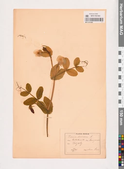 MAG 0013684