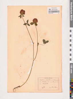 MAG 0013685