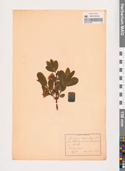 MAG 0013686