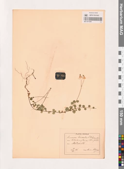 MAG 0013689