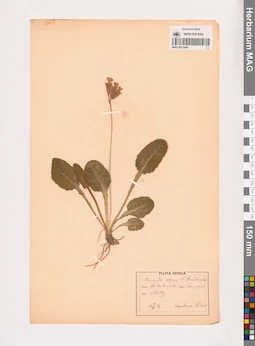 MAG 0013690