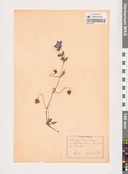 MAG 0013691