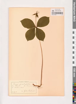MAG 0013697