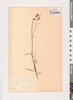 MAG 0013701