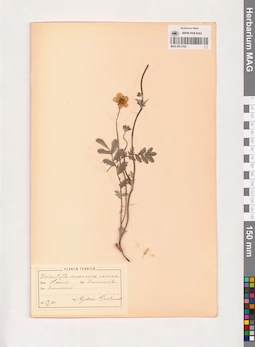 MAG 0013702