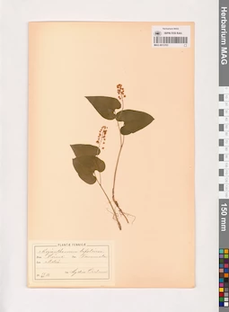 MAG 0013703