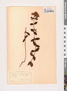 MAG 0013706