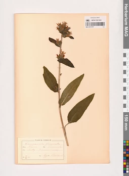 MAG 0013707
