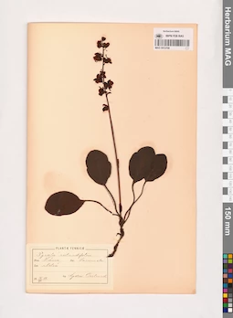 MAG 0013708