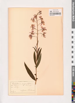 MAG 0013709