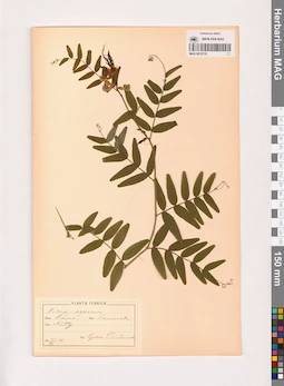 MAG 0013710
