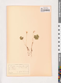 MAG 0013713
