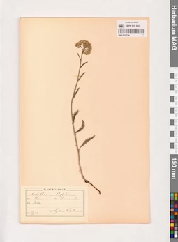 MAG 0013714