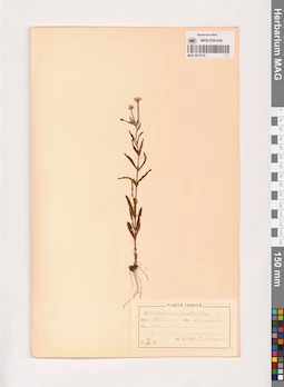 MAG 0013716