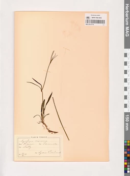 MAG 0013719