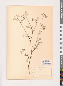 MAG 0013722