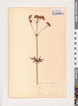 MAG 0013723