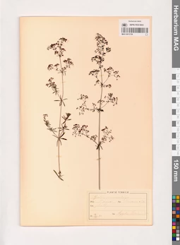 MAG 0013726