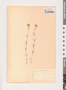 MAG 0013727
