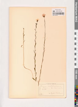 MAG 0013728