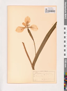 MAG 0013731
