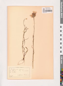 MAG 0013733