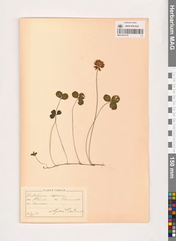 MAG 0013734