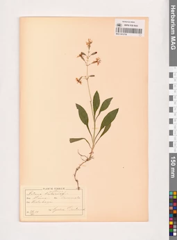 MAG 0013736