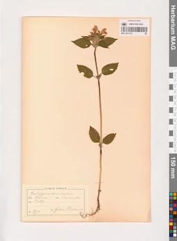 MAG 0013742