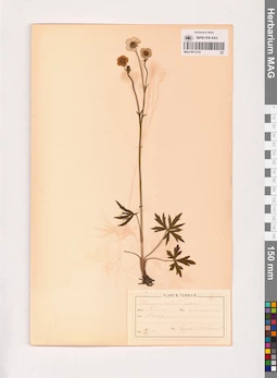 MAG 0013743
