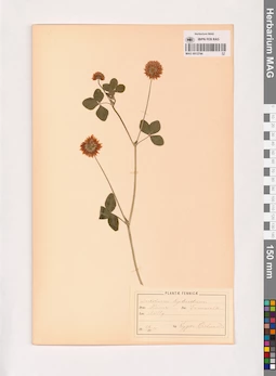 MAG 0013744