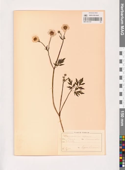 MAG 0013745
