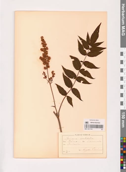 MAG 0013746