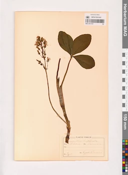 MAG 0013747