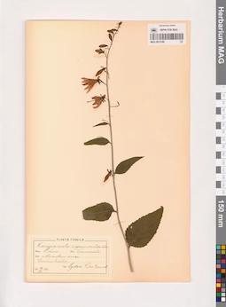 MAG 0013749