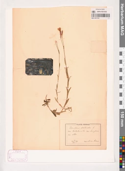 MAG 0013752
